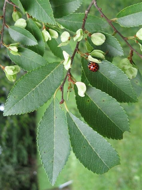 chinese elm tree leaves photo.